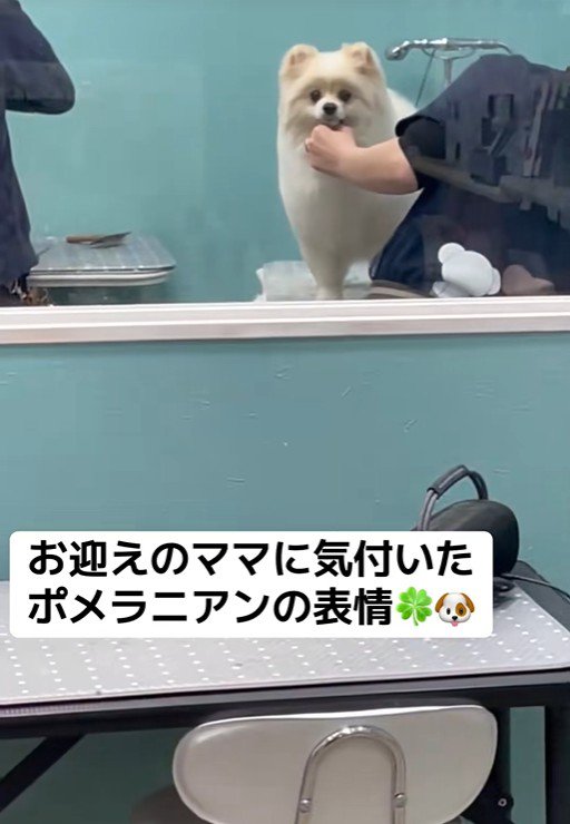 飼い主さんに気づいたら…