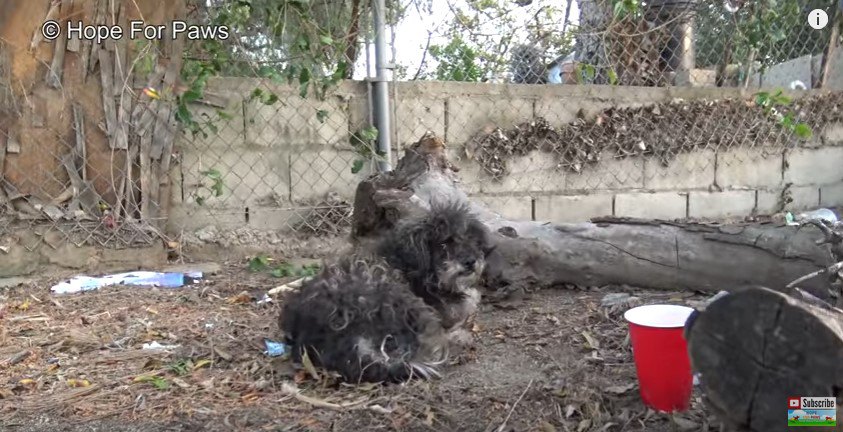 地面に座る犬