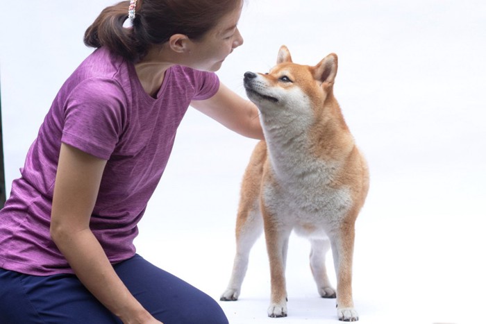 柴犬の体に手をかけて間近で見る女性