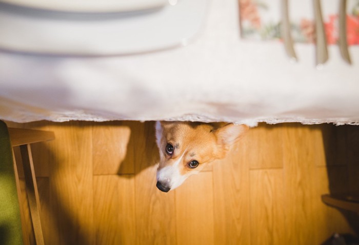 隠れる犬