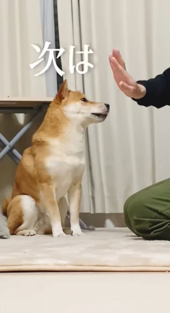 座る犬と飼い主の手