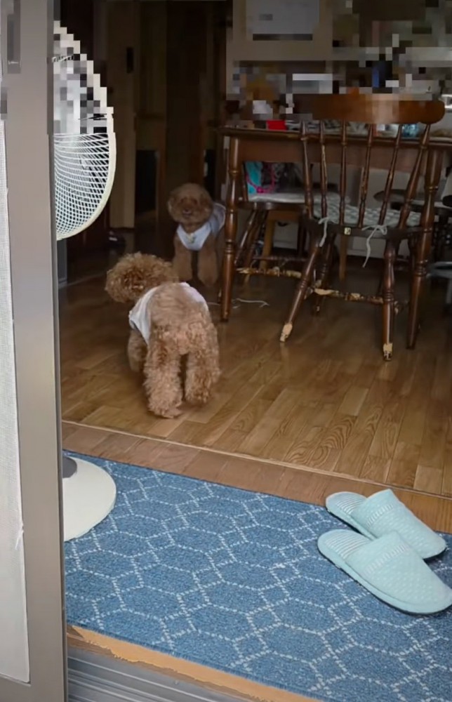 部屋に戻っていく犬