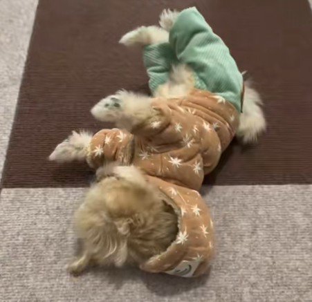 コテンと倒れちゃった
