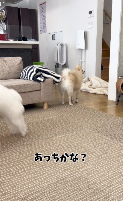 あっちかな？