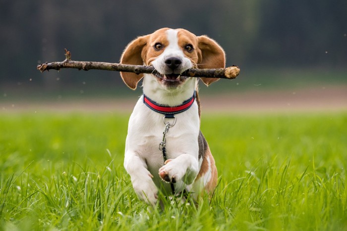 木をくわえる犬