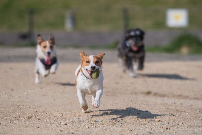 ボールを咥えて走る犬、後ろにも走る犬二頭