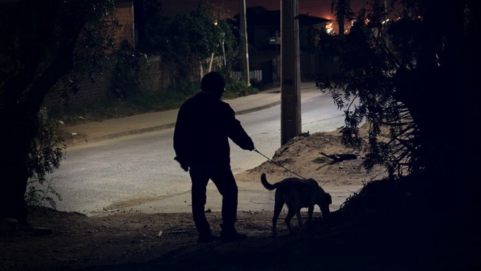 夜道を散歩する犬と人