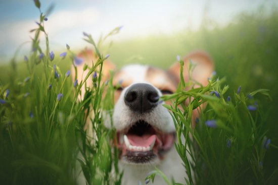 草むらから犬