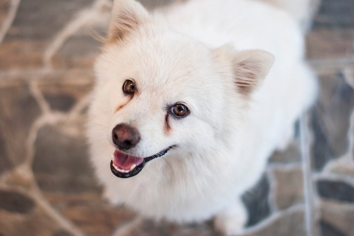 涙焼けのある白い犬