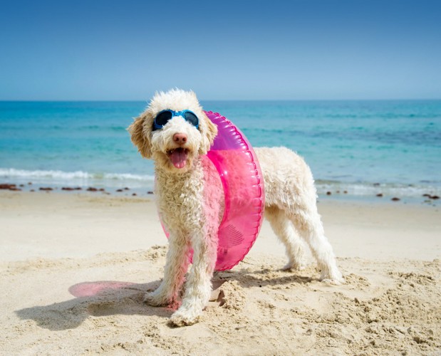 浮き輪を付けた犬