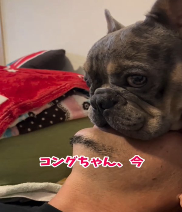 あごを乗せる犬3