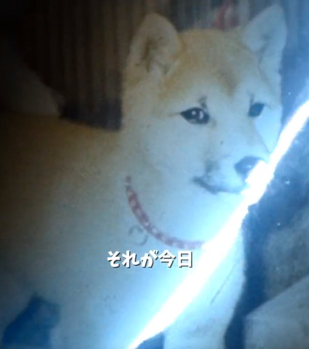 光が走る犬の写真