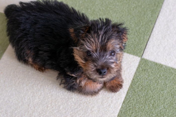 床に伏せているノーフォーク・テリアの子犬