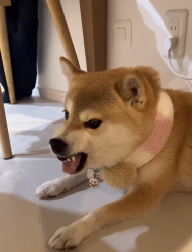 威嚇する犬2
