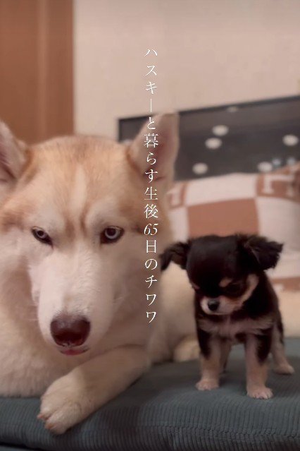 新しい家族は極小犬!!