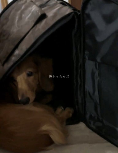 キャリーバッグの中で丸くなる犬