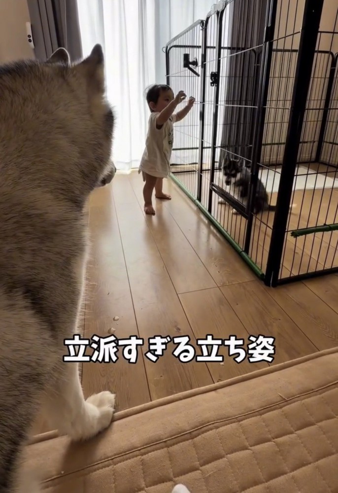 柵につかまり子犬を見る赤ちゃん