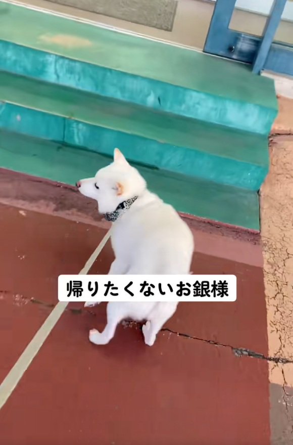 リードを引っ張る飼い主さん