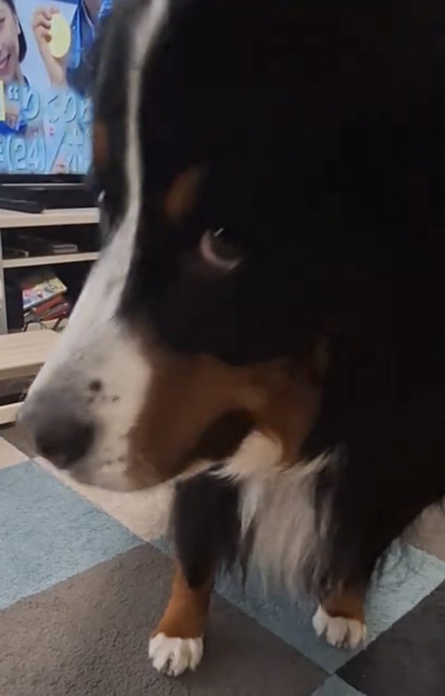 たたずむ大型犬