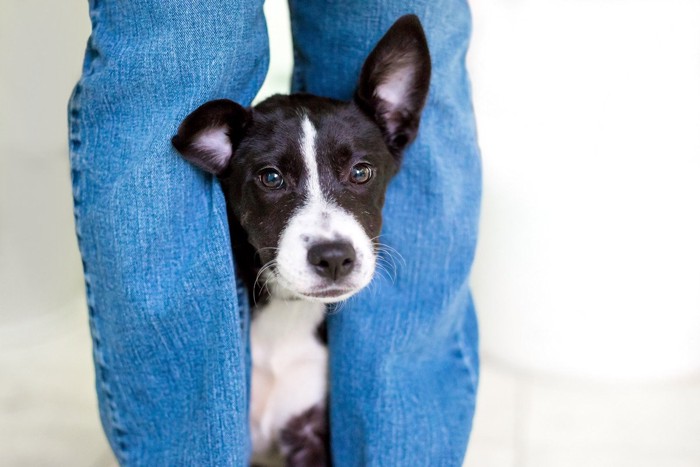 人と並んで歩く犬