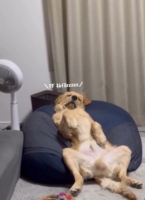 まだ眠いロキくん