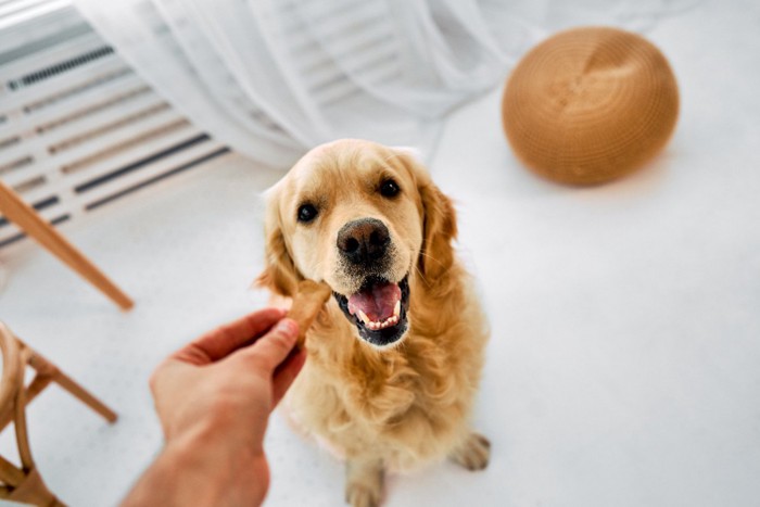 おやつを見る犬