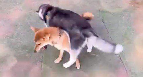 若い柴犬の上に乗るハスキー犬