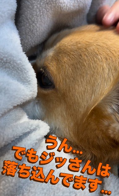 「本当にごめんなさい…」