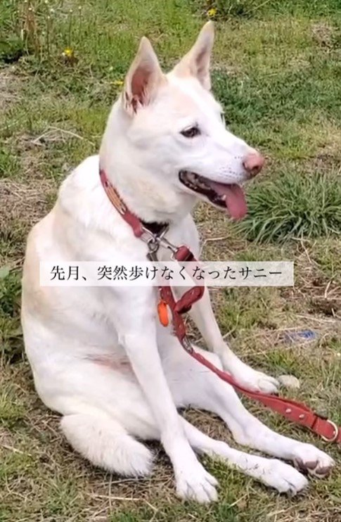 サニーちゃんを車いすに乗せたら