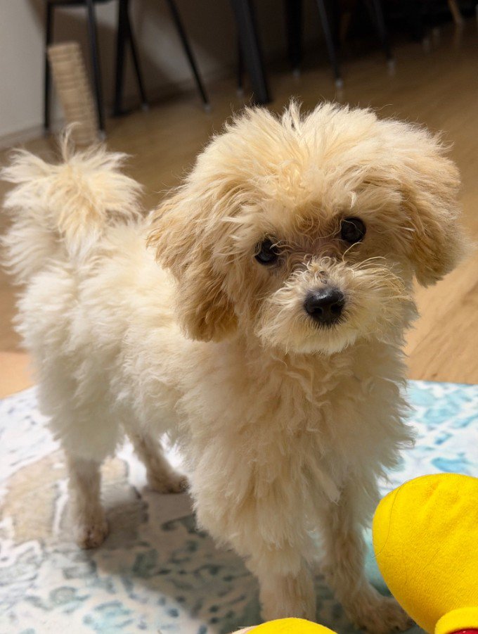 同居犬はぬいぐるみのよう♡