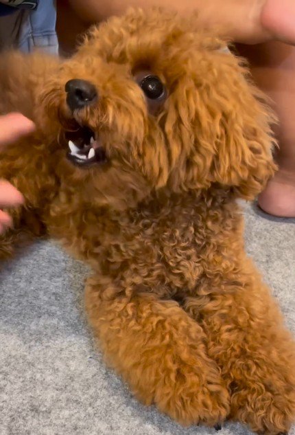 しっかり者のぽん太ちゃん