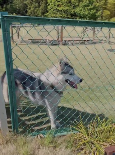 フェンス越しに笑顔を見せる犬