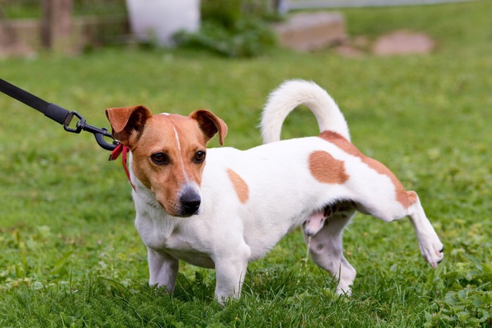 片足をあげておしっこしている犬