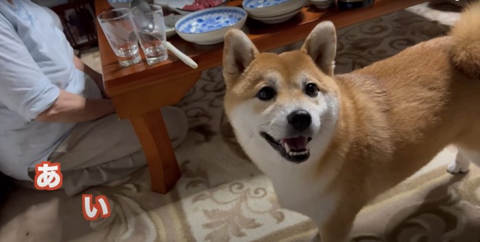 食卓のそばで笑っている柴犬