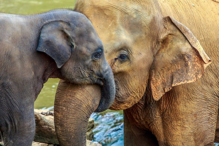 母ゾウに甘える子ゾウ