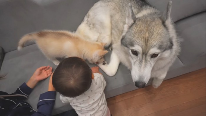 足をパクっとする子犬