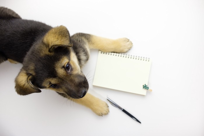 メモ帳とペンのそばで伏せている子犬