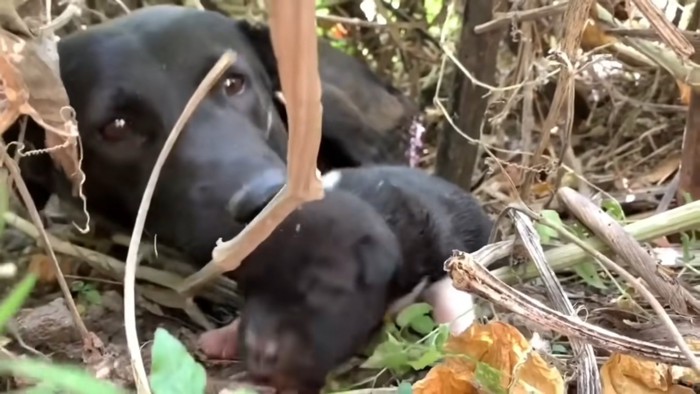 たった1匹の子犬とカーリーちゃん