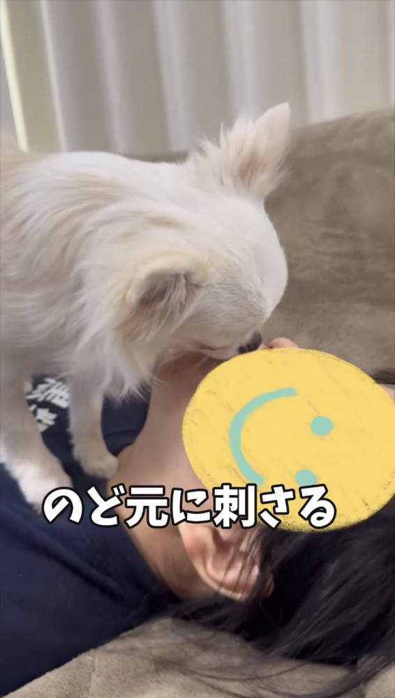 飼い主さんの喉元に乗るチワワ