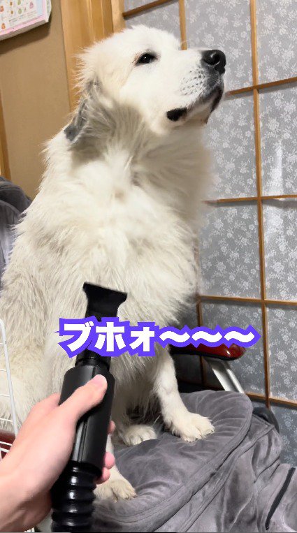 ドライヤーを体に当てられる犬