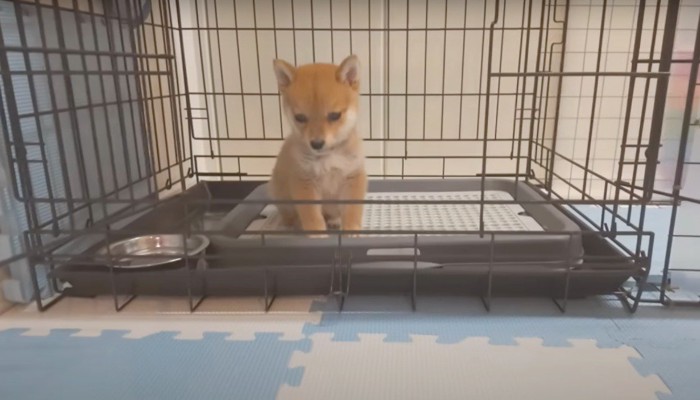 ケージに入っている子犬