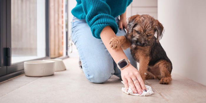 犬の排泄物を片付ける