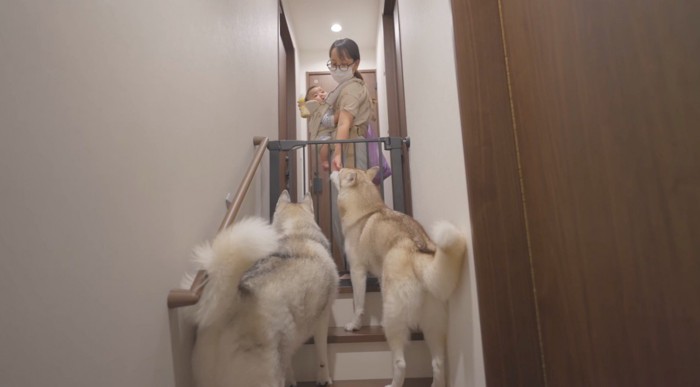 女性に抱っこされている赤ちゃんを見つめる2頭の犬