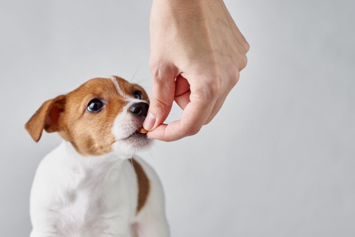 手からドッグフードをもらう犬