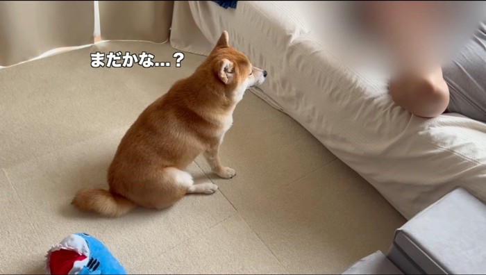 男性が電話を終えるのを待つ犬