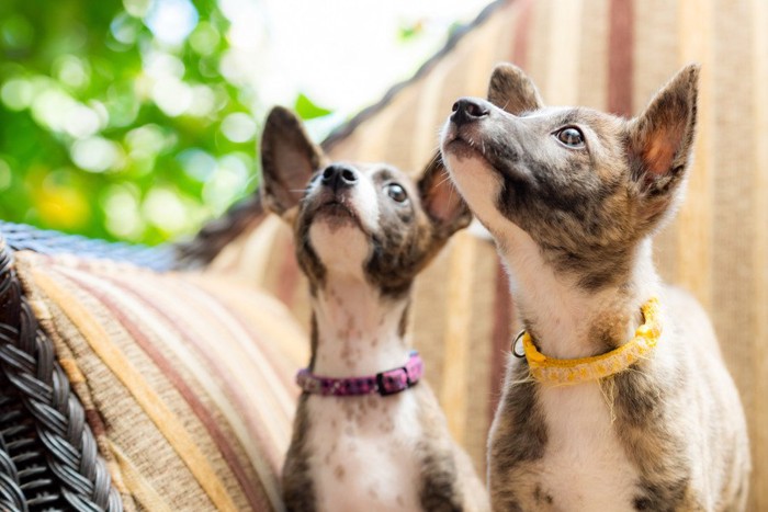 同じ方向を見つめる2匹の犬