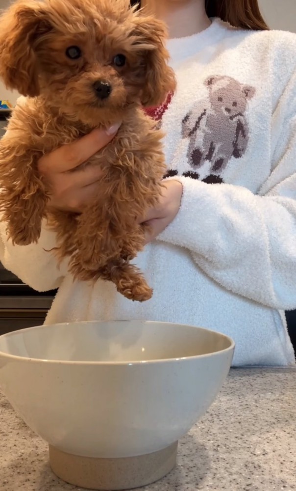 子犬とどんぶり