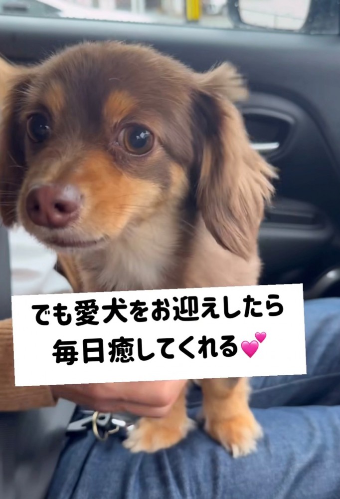 膝の上の犬