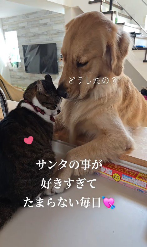 ルナちゃんが「好き!」とアピール