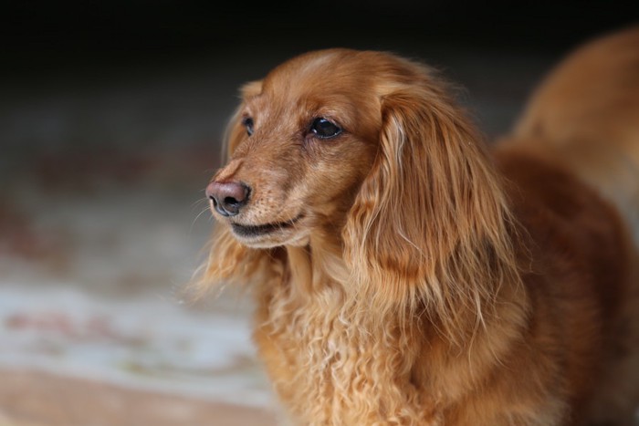 老犬のミニチュアダックス